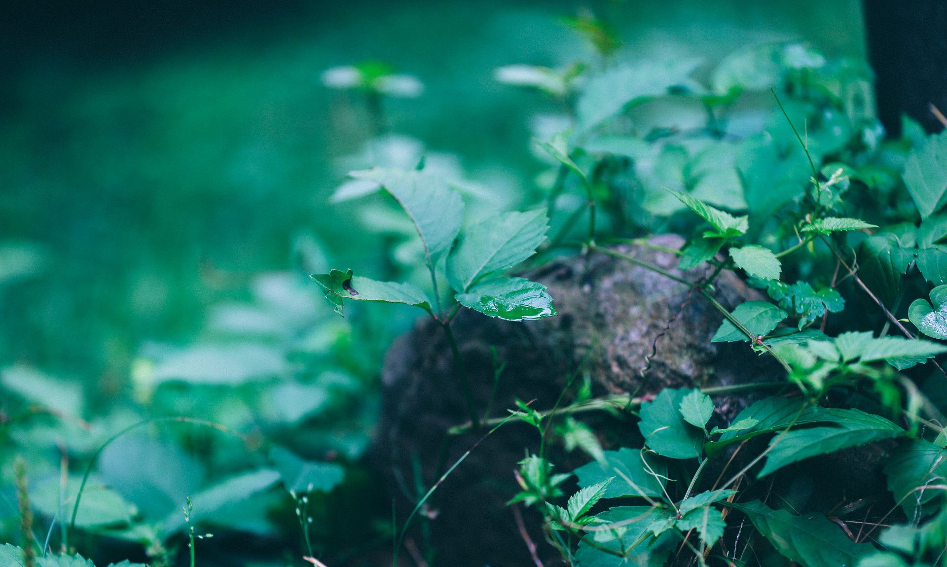 图集:分享一组好看的护眼壁纸,赶快收藏吧