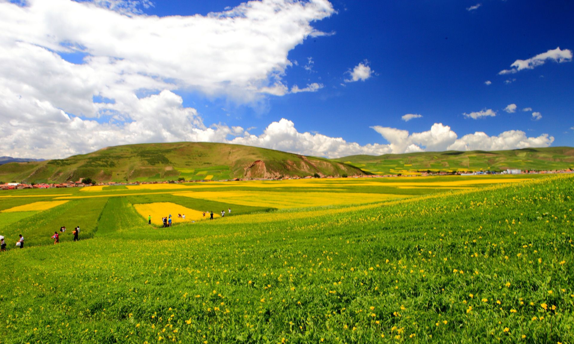 青藏高原上最美的六十万亩油菜花,盛放在祁连山下的门源县_高清图集