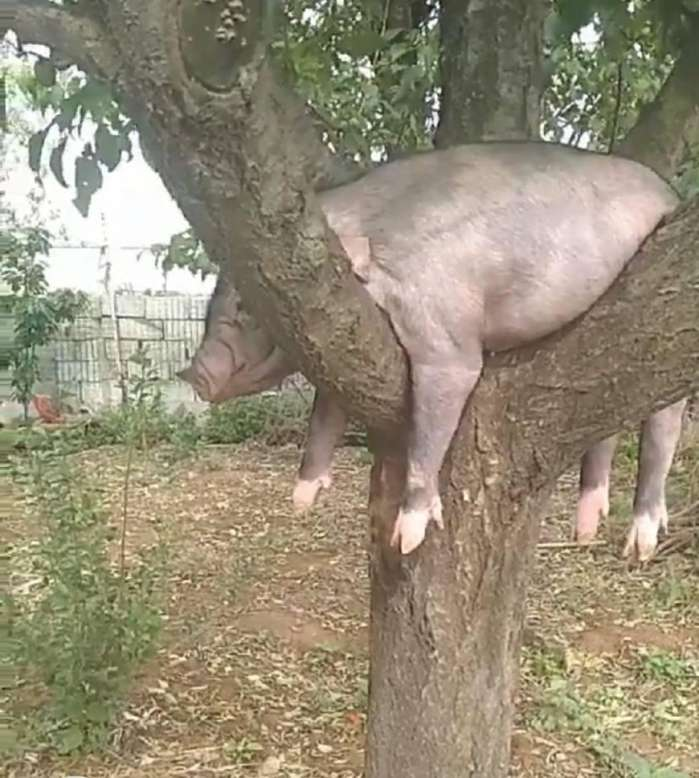 男子私房钱被发现伪造猪上树哄骗女友结果女友拉男子领证