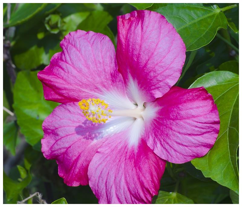 6月下旬开始运势上升,贵人扶持,未来天天都是好日子的4生肖