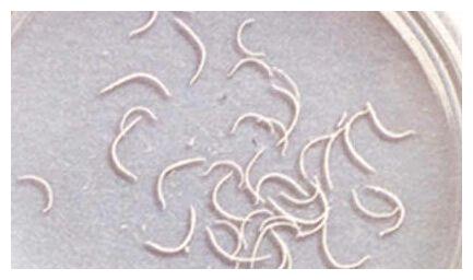 黑帽SEO寄生虫是什么 百度寄生虫背后的真相解析