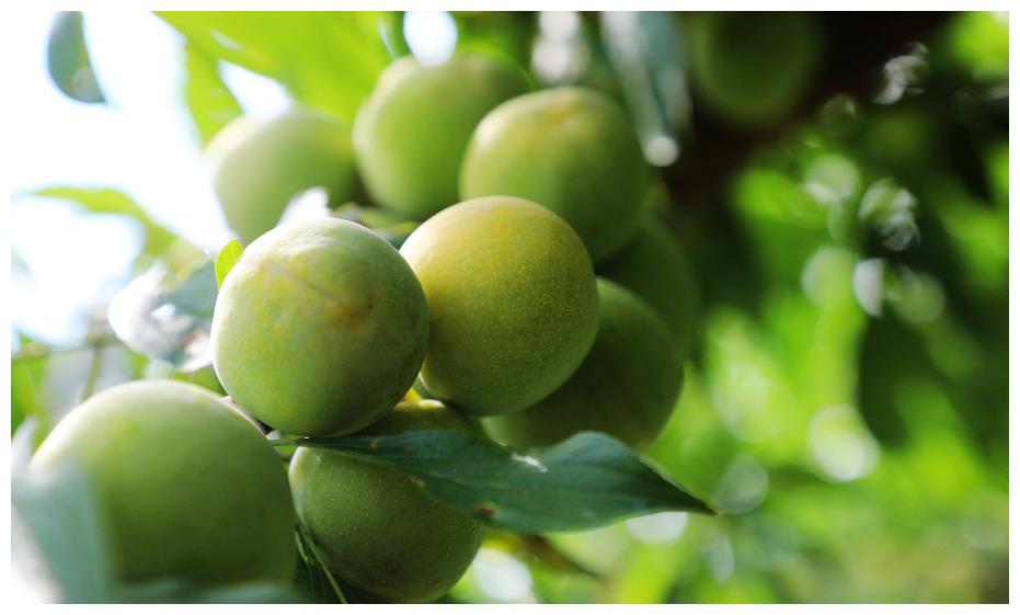 巫溪徐家镇青脆李成熟啦!等你来摘!|徐家镇|李子|枝头_新浪新闻