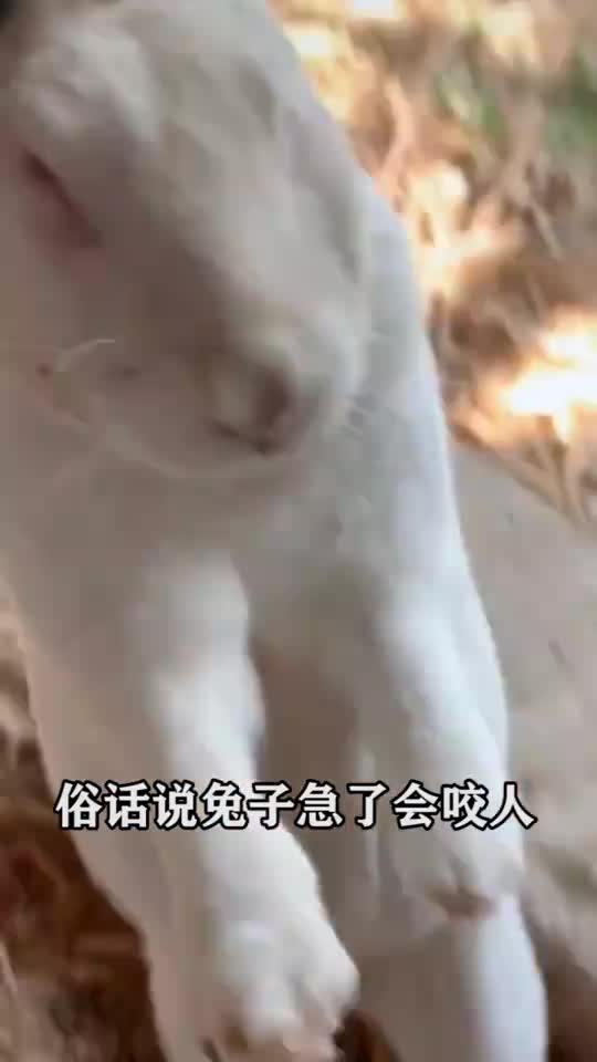 狗急了跳墙兔子急了会咬人兔子急了能一口气咬断手指