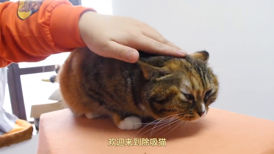 4个u201c撸猫雷区u201d,很多铲屎官都中招了!难怪猫星人一见你就躲