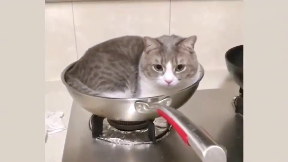 狸花猫:我要吃铁锅炖自己,赶紧给我点火!