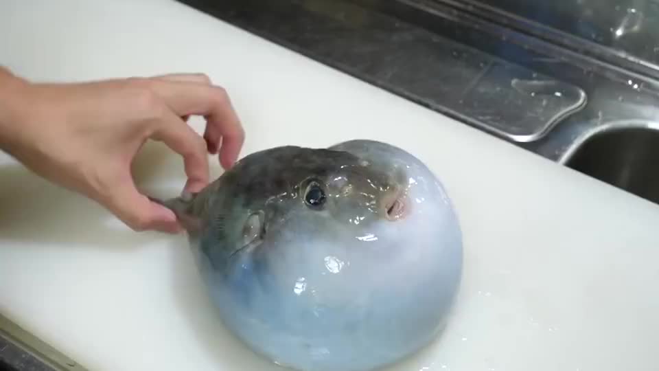 小伙得到一条河豚,居然把河豚灌满一肚子水,当成气球玩
