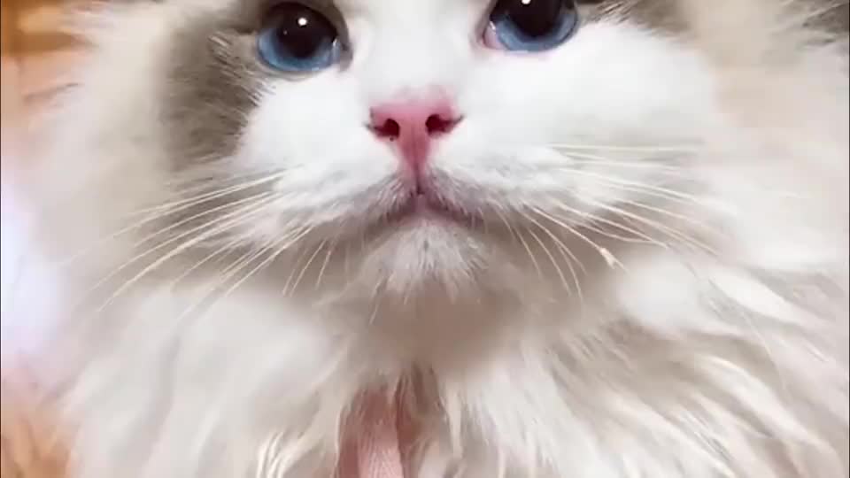炸毛小布偶猫,这就是你们心心念念想买的"万元户"