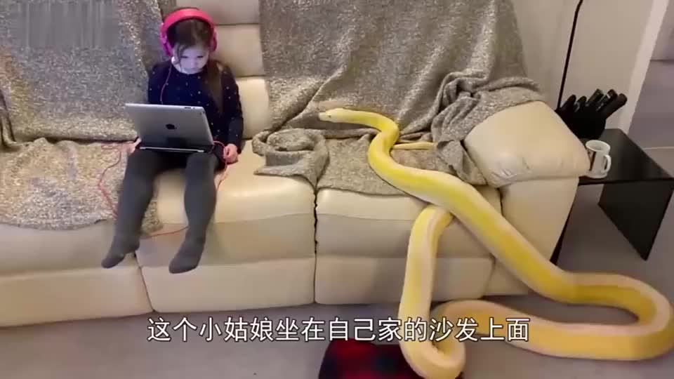 小女孩独自在家玩耍,一条黄金蟒蛇爬过来,小女孩仍在专心看电视