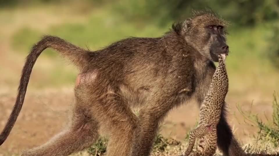 狒狒将豹子幼崽当成玩具,玩够之后,就将其残忍杀死