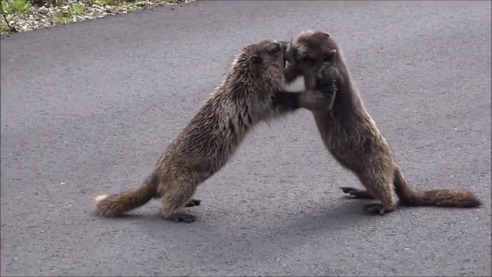 两只土拨鼠马路打架,车辆鸣笛也不避让,司机们无奈停车观战