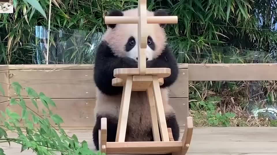 熊猫团子玩摇摇马,结果一不小心翻车了,场面笑爆了
