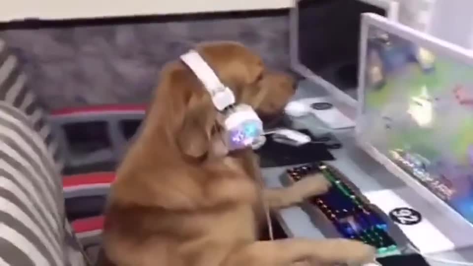 都不知道网吧对面是人是狗?