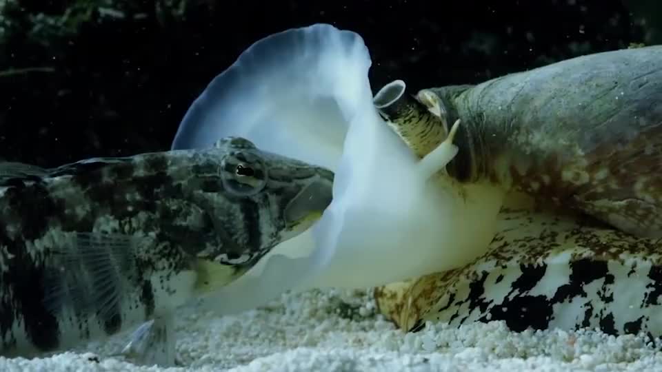 世上最毒的"蜗牛",毒液能毒死一名成人!