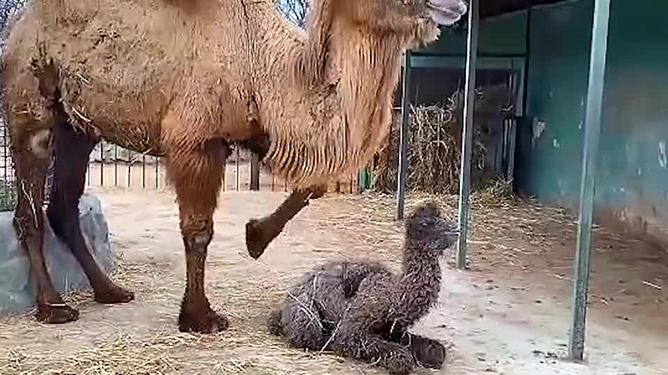 刚出生的小骆驼站不起来,妈妈直接一脚踢了过去