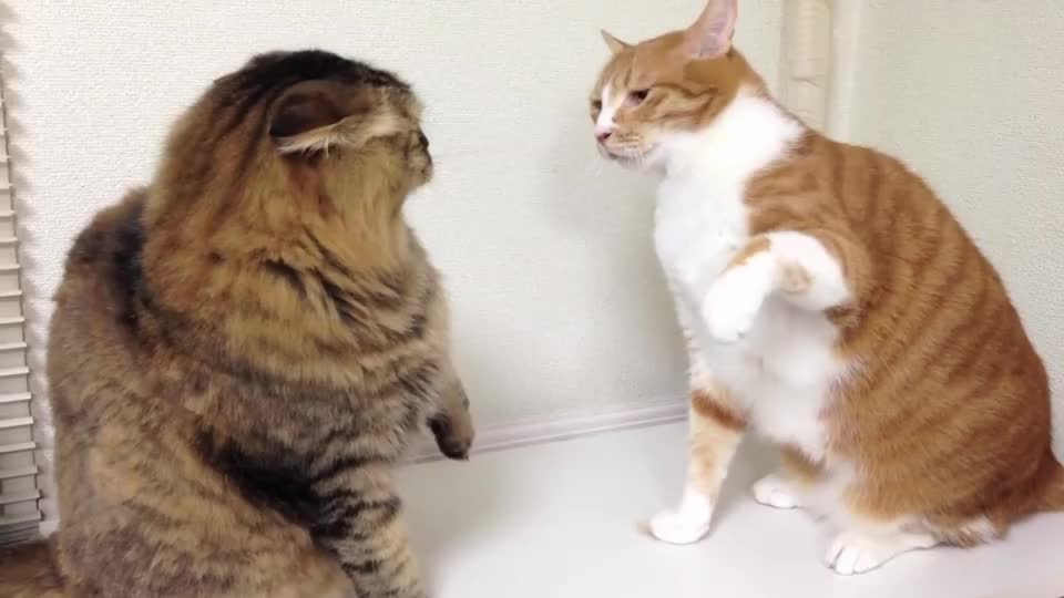 家里的两只猫打架心疼腿短的那只被连续暴击却无力还手哈哈