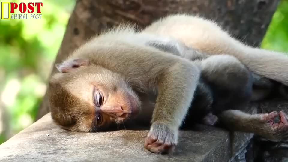 猴子表演累了睡着图片图片