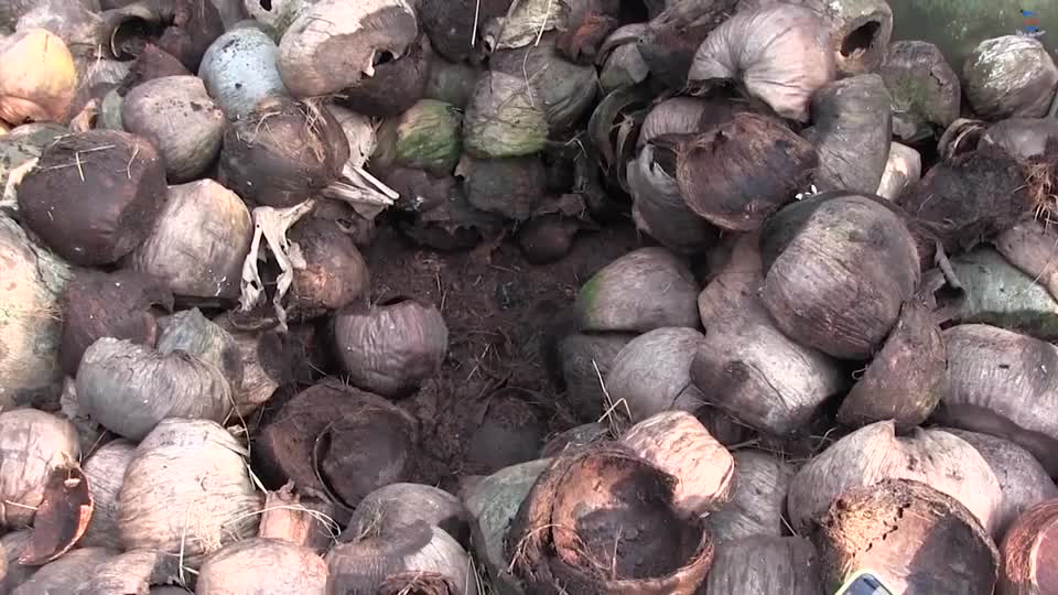 在棕榈壳里寻找蝎子并油炸营养滋补鲜美十足越南乡村生活