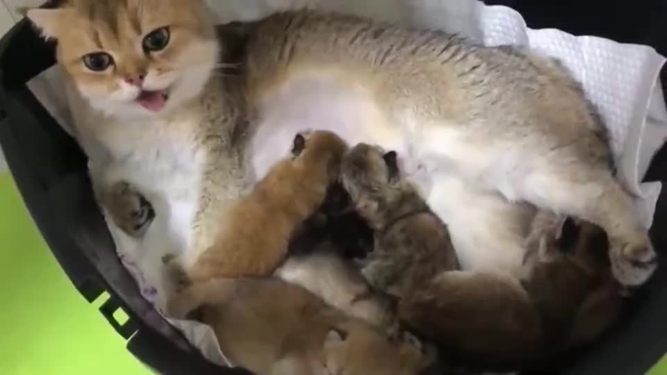 铲屎官:这母猫咪喂奶的时候为啥会伸舌头呀?