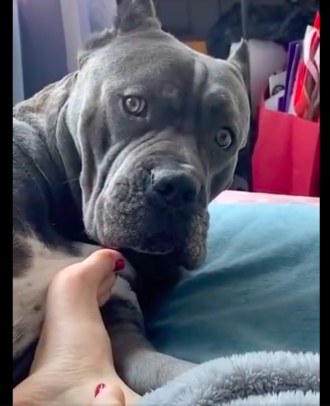 狗狗情不自禁舔起了主人的臭脚,舔完还意犹未尽的回味,上头了?