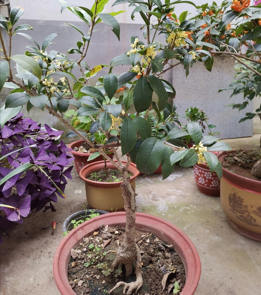 桂花开花期间不能做4件事不然容易引起落花落蕾