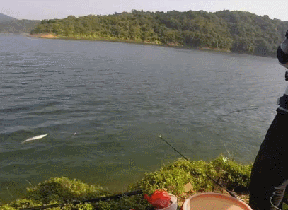 水库钓鱼,看到鱼浮在水面很开心,拉上来后却没有了