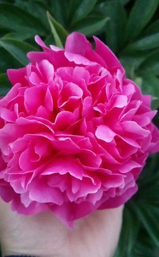 别错过这款"殿春花",如茧似栗颜色艳,四月接力牡丹