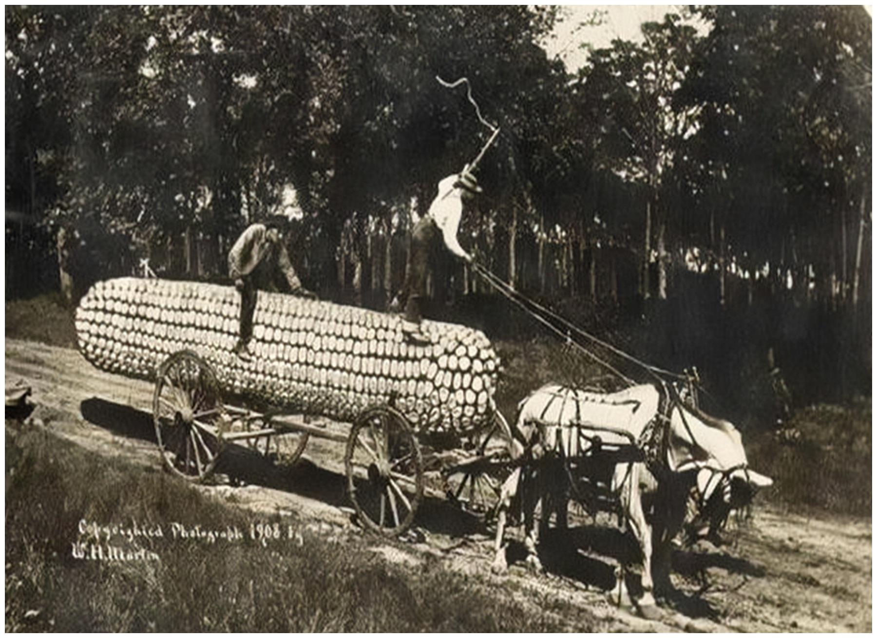 100年前美国的"浮夸风"宣传:母鸡比骆驼还大,一颗玉米三米长