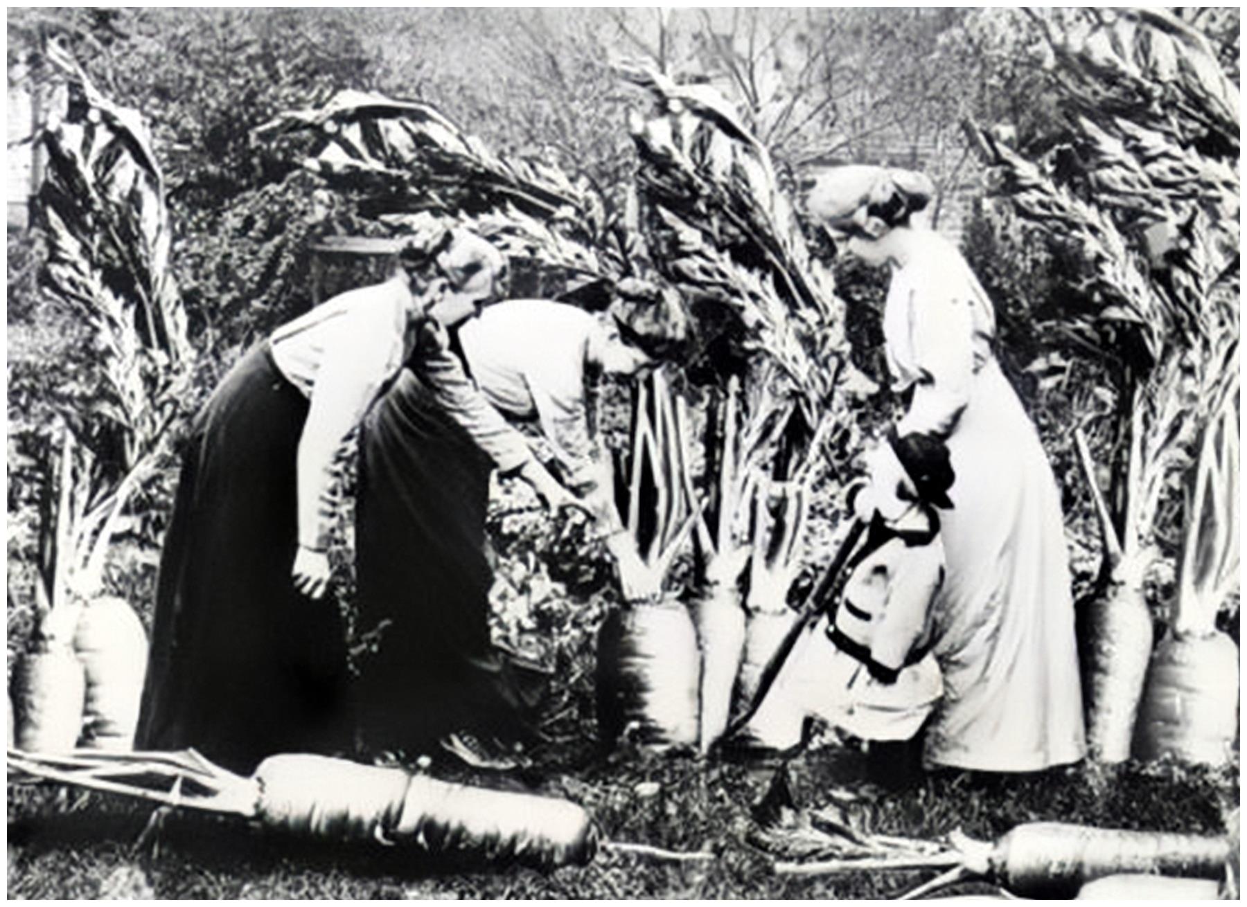 100年前美国的"浮夸风"宣传:母鸡比骆驼还大,一颗玉米三米长