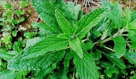 1种"疙瘩草",看到您别拔,止咳,解毒效果显著,请保护它!__财经头条