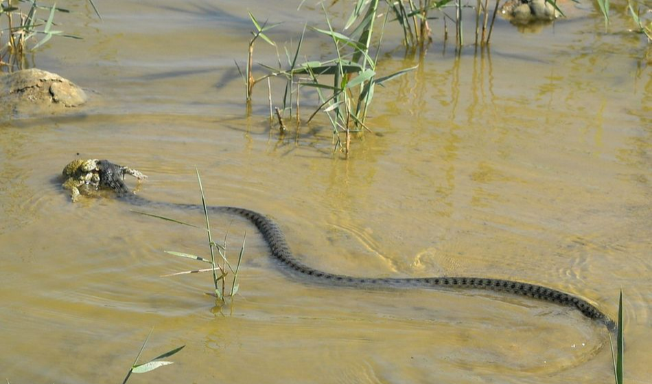 无毒爬行动物水蛇