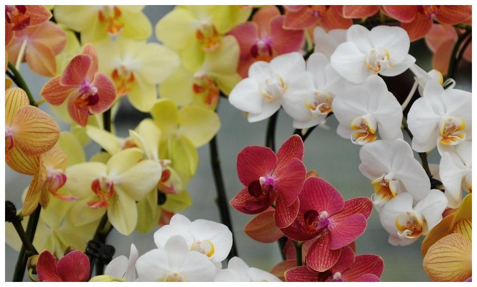 漂亮的蝴蝶兰是好多人的噩梦 那么该如何养护蝴蝶兰呢