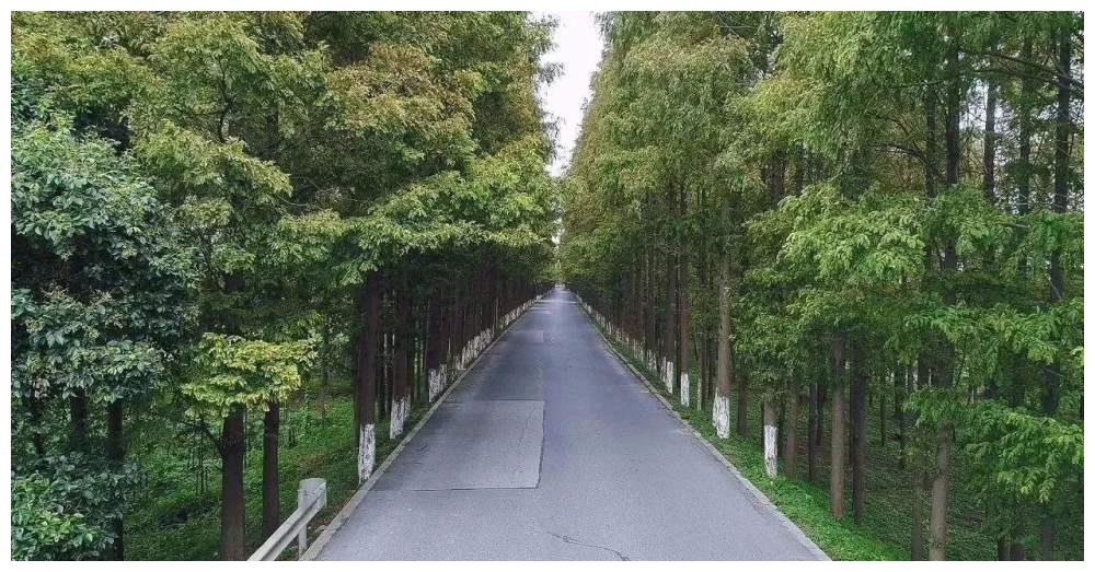 上海藏着一条最美林荫公路穿越整片水杉林周末自驾游好去处