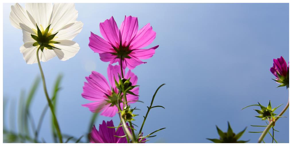 拥有幸福的格桑花 你究竟是何物 拥有幸福的格桑花 你究竟是何物