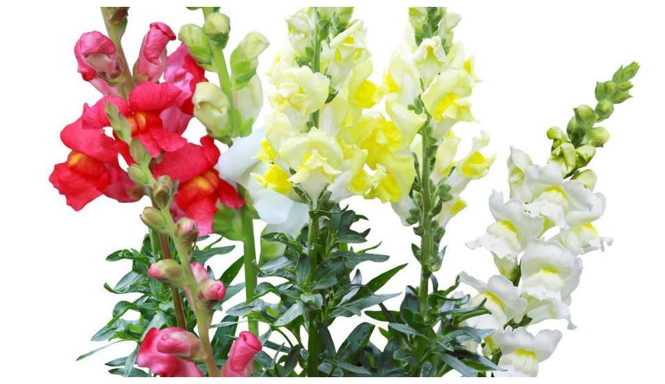 金鱼草花期(金鱼草花期果期)