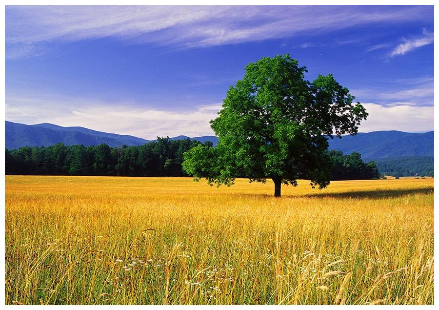 2022年3属相横财当头,机会难得,官运亨通,富贵不用愁|属相|属兔|疾厄