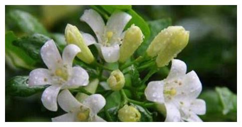 夜来香的养殖方法 注意几点 轻松爆盆夜夜来香 夜来香 养殖 枝叶 新浪新闻