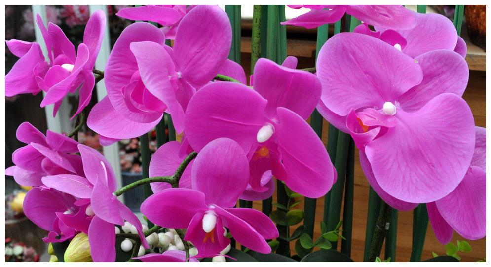 漂亮的蝴蝶兰是好多人的噩梦 那么该如何养护蝴蝶兰呢