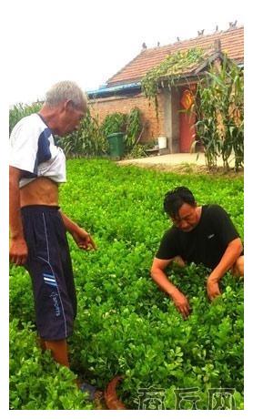 胡芹村胡芹种植再升级异世为农 许松霆 国内卫浴品牌