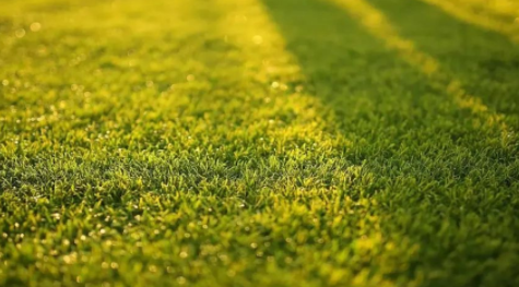 泰禾股份花200万买来农药标准 实控人借分红