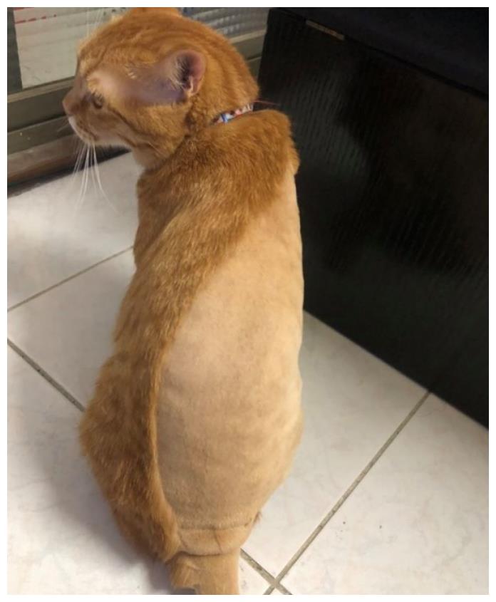 网友自己给猫咪剃毛,中途竟然没电了,橘猫无奈穿新潮"露背装"
