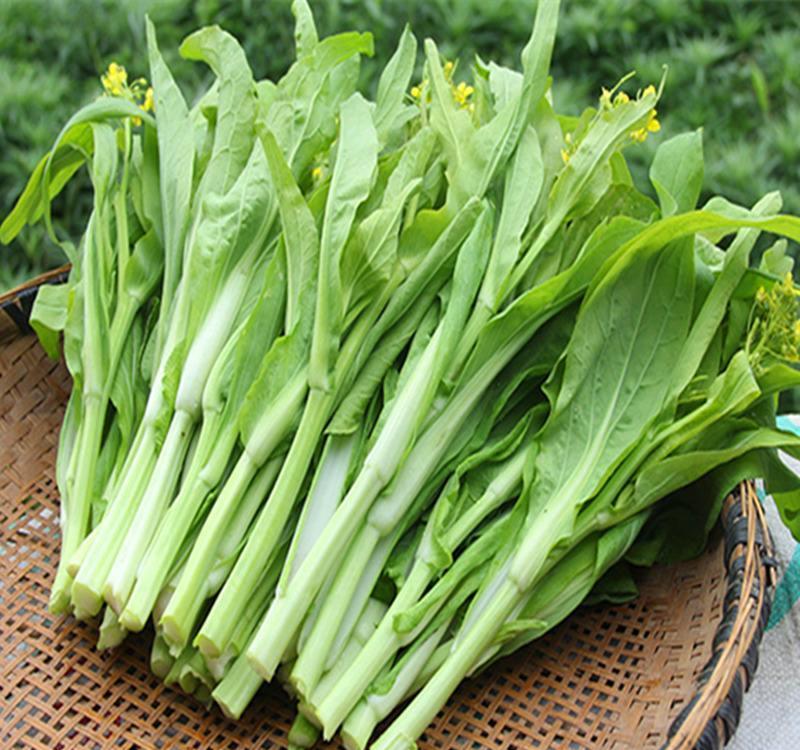 白菜苔湖南人的白月光