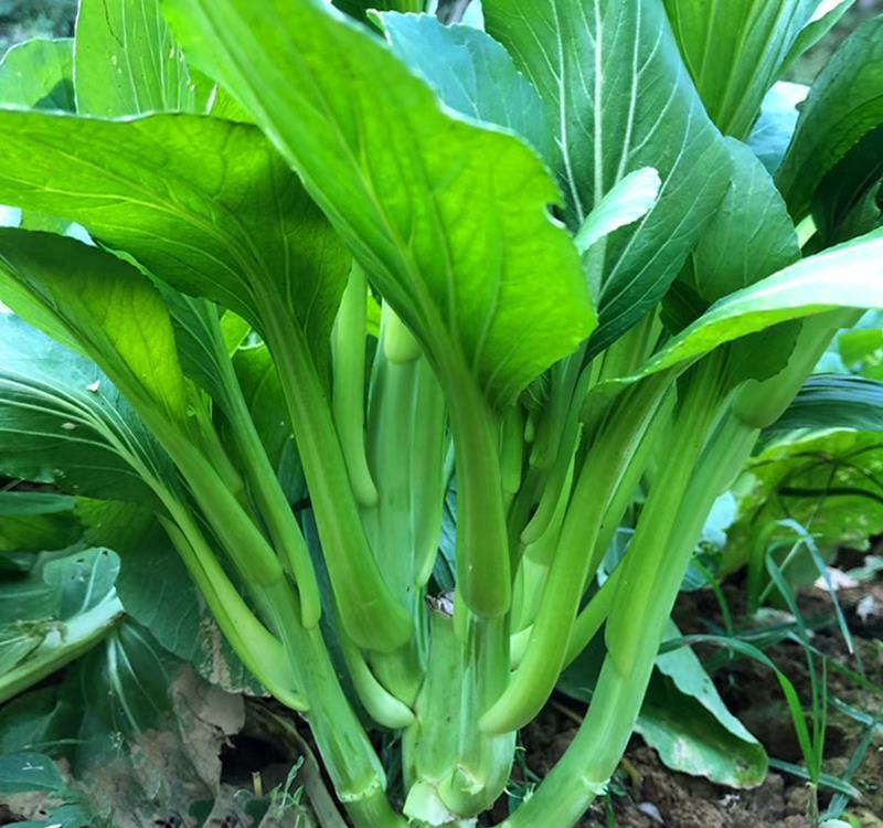 白菜苔湖南人的白月光