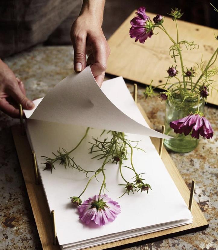 花朵里的植物美学馆押花艺术 植物 压花 环境湿度 新浪新闻 花朵里的植物美学馆押花艺术 植物 压花 环境湿度 新浪新闻