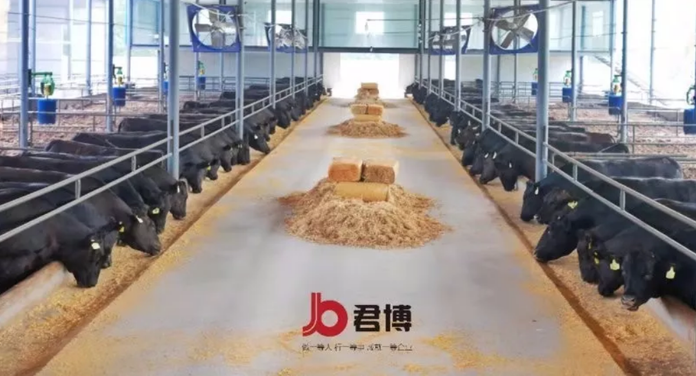 黑牛养成记：媲美<a href=