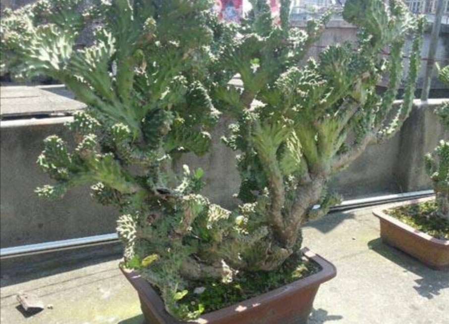 1/ 6麒麟掌虽然株型高大健壮,但是养起来也比较容易,它对土壤要求不是