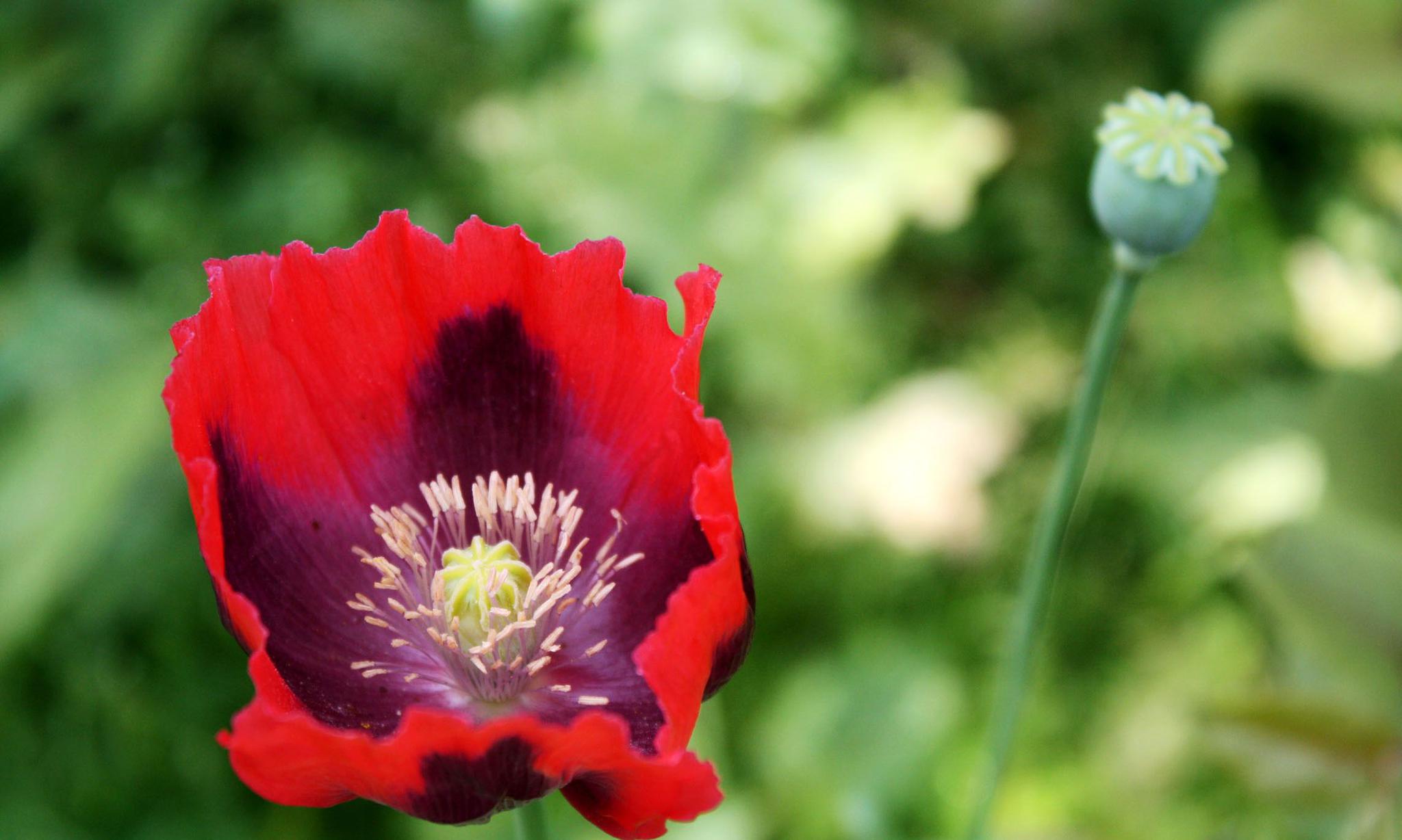 罂粟花,伤害他/她的爱_高清图集_新浪网