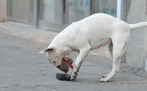 世界名犬之牛头梗,被禁养可不是因为长相,而是这货实在是太凶猛