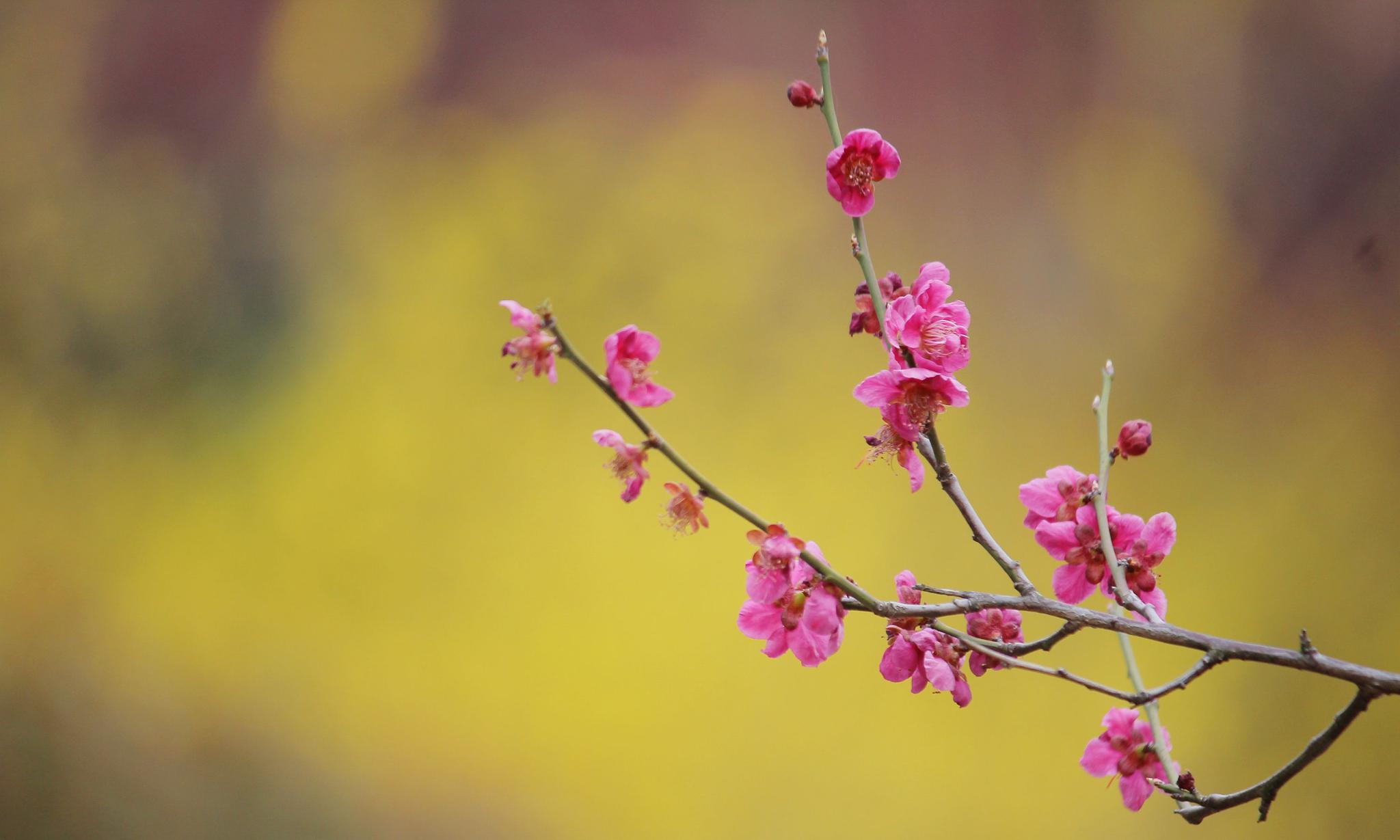 十首写春花的冷门好诗词,意境唯美,值得背下来,写作文用得上!