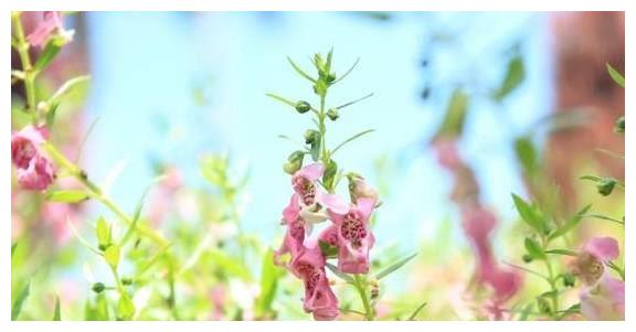 很在乎“个人隐私”的星座，即使是恋人，也不会轻易吐露休闲区蓝鸢梦想 - Www.slyday.coM