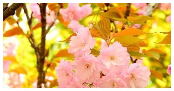 很在乎“个人隐私”的星座，即使是恋人，也不会轻易吐露休闲区蓝鸢梦想 - Www.slyday.coM